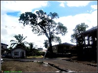 Mahonylaan - nr. 0055